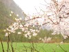 波密桃花