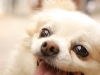Dog.jpg