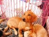 petstore.jpg
